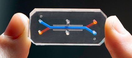 puce pour l'étude du microbiote vaginal